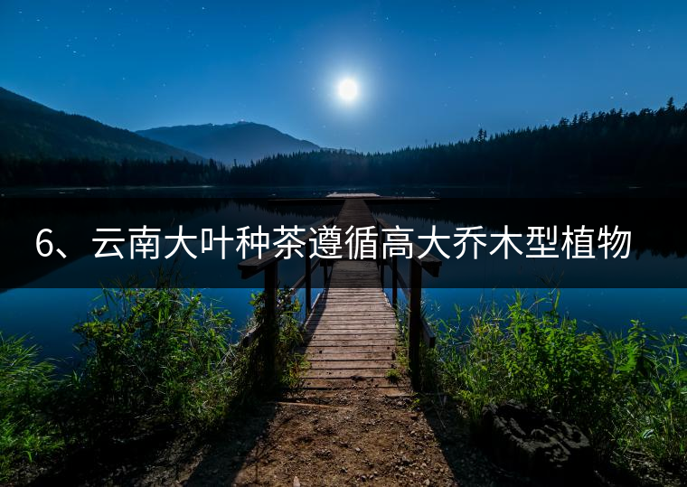 6、云南大葉種茶遵循高大喬木型植物的普遍規(guī)律。