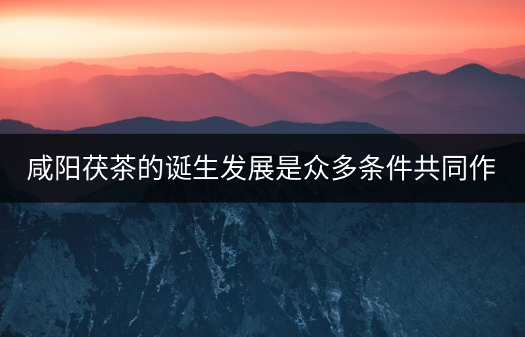 咸陽茯茶的誕生發(fā)展是眾多條件共同作用的結(jié)果。