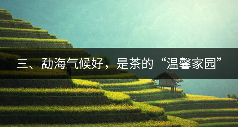 三、勐海氣候好，是茶的“溫馨家園”