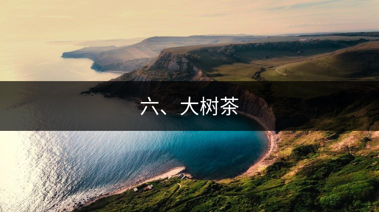 六、大樹茶