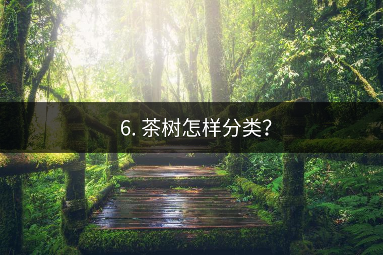 ? 6. 茶樹(shù)怎樣分類(lèi)？