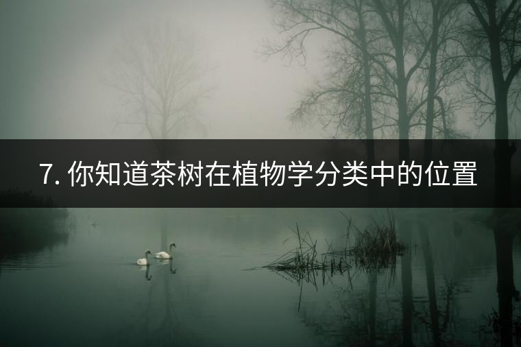 ??7. 你知道茶樹(shù)在植物學(xué)分類(lèi)中的位置嗎？