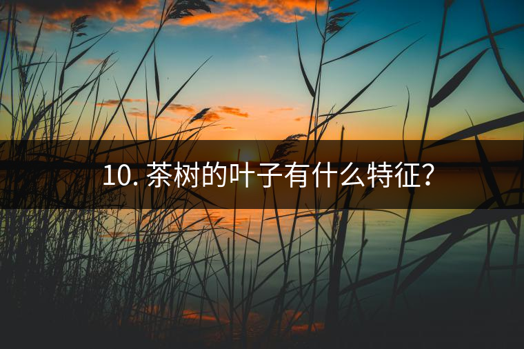 ? 10. 茶樹(shù)的葉子有什么特征？