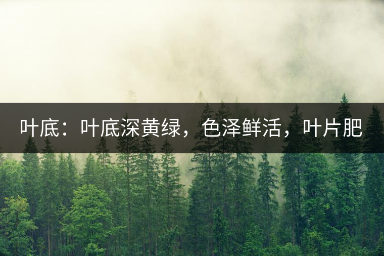 葉底：葉底深黃綠，色澤鮮活，葉片肥厚，梗莖肥壯，而且非常柔韌。