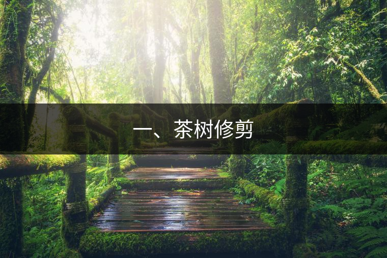 一、茶樹(shù)修剪
