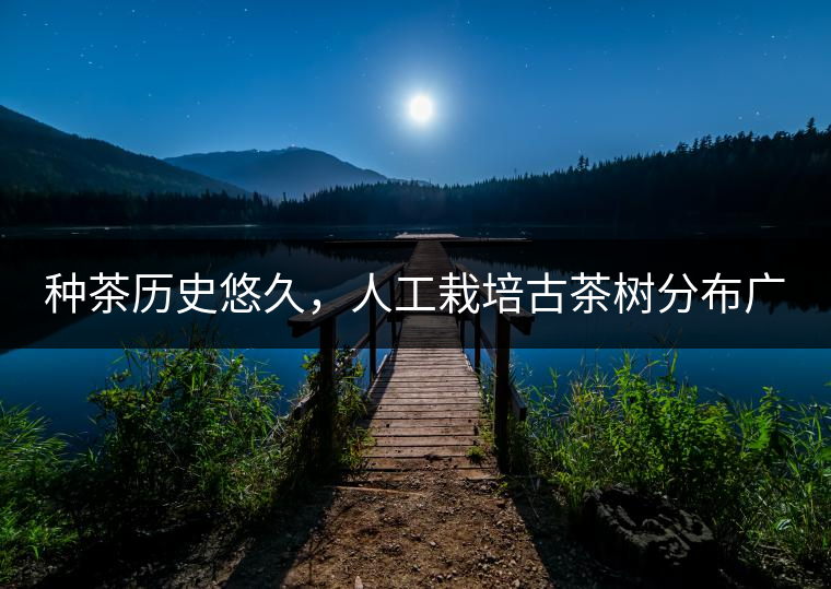 種茶歷史悠久，人工栽培古茶樹(shù)分布廣