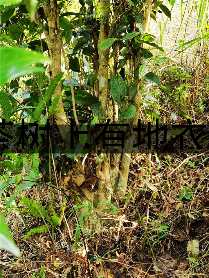 茶樹上有地衣或苔蘚是不是有害的？-1