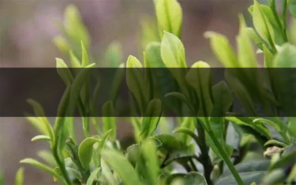 什么是雨前茶？雨前茶有何特點？