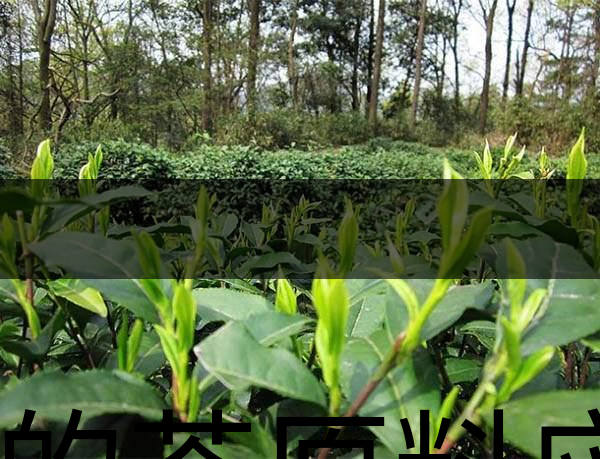 好的茶原料應(yīng)具備的幾個必要條件？