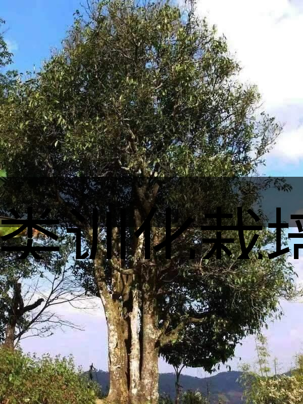 人類訓化栽培野生茶樹活標本介紹