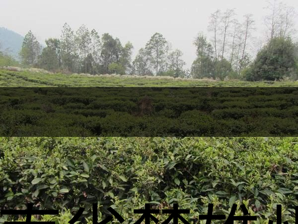 云南省楚雄州茶業(yè)概況簡述 云南省楚雄州茶業(yè)概況簡述