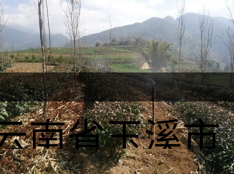 云南省玉溪市新平縣茶業(yè)概況簡述