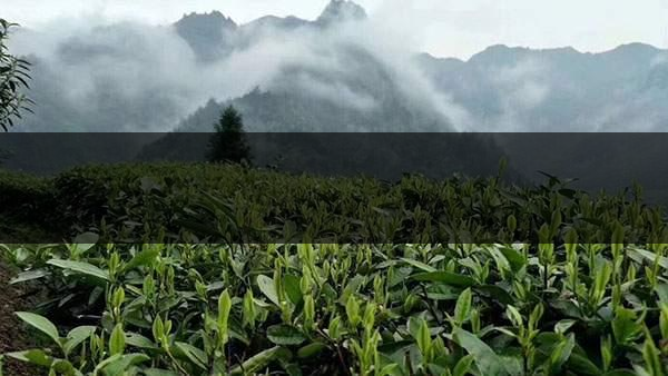 茶葉的甜爽和甘爽各是什么感覺？