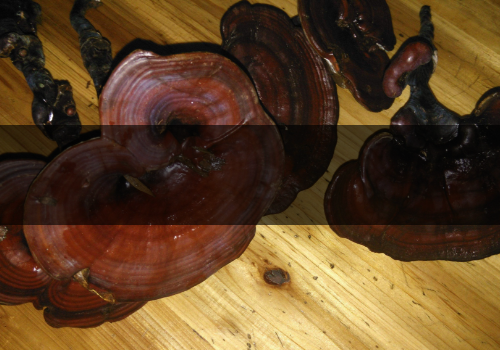 靈芝是熱性還是涼性-野生的和人工的區(qū)別