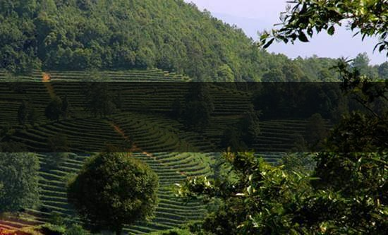 云南峨山高香萬畝生態(tài)茶業(yè)有限責(zé)任公司-1