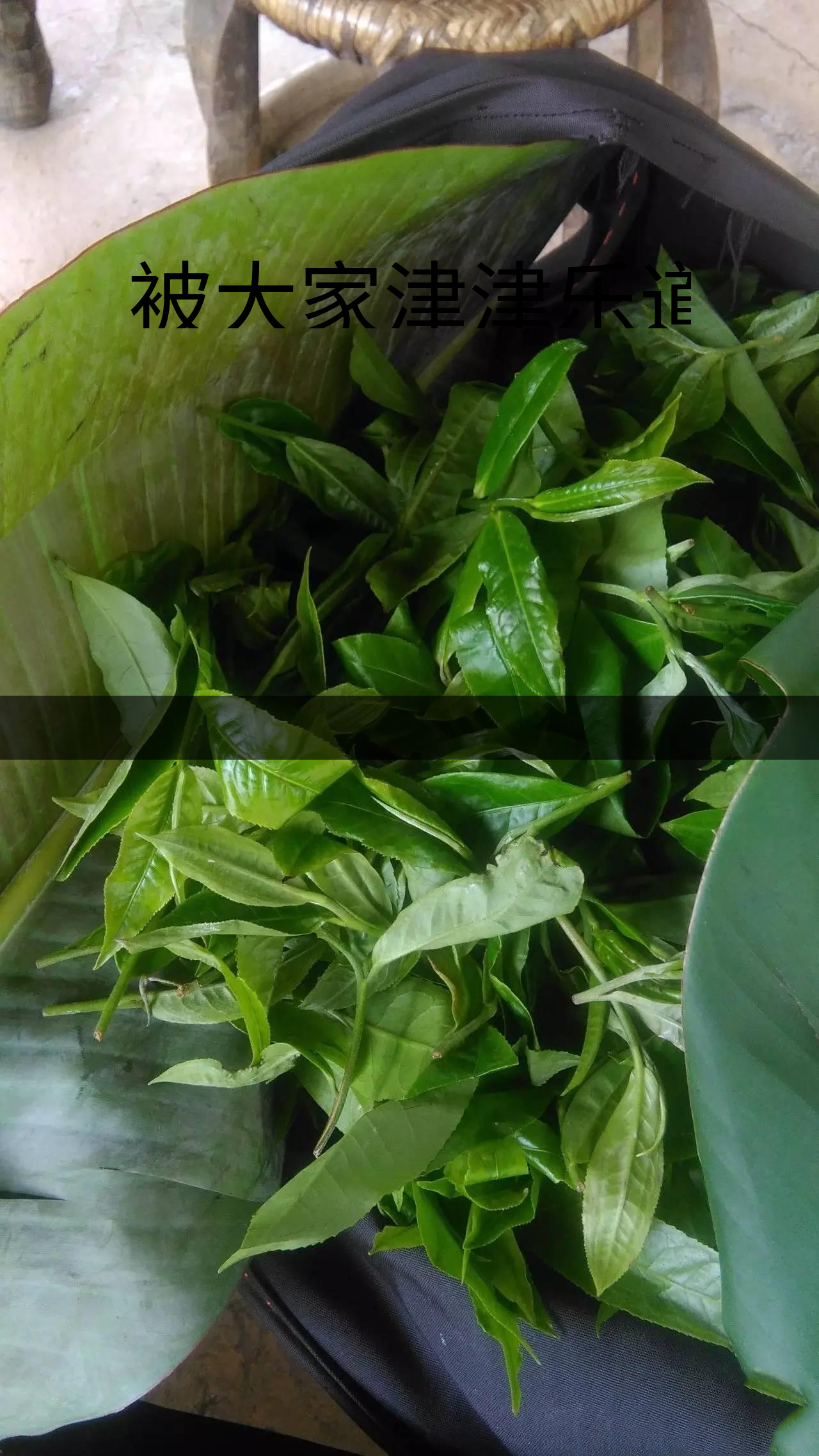 被大家津津樂道的森林茶，你知道是什么？-1-1