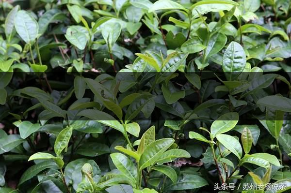 老楊說(shuō)茶：什么是武夷山正巖茶的巖韻？-8-1