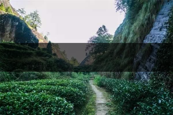 喝武夷山巖茶的香，什么是工藝香？-3