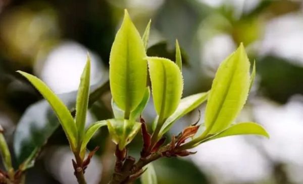 一杯刮風寨，邂逅山野之韻