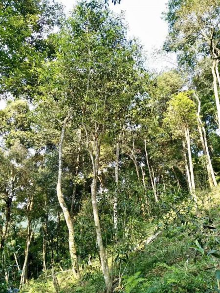 你喝不出來的“高桿古樹”或許就是一個偽概念、偽命題