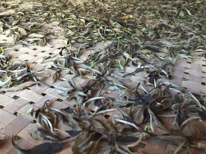 2020年普洱春茶的故事你想好了嗎？