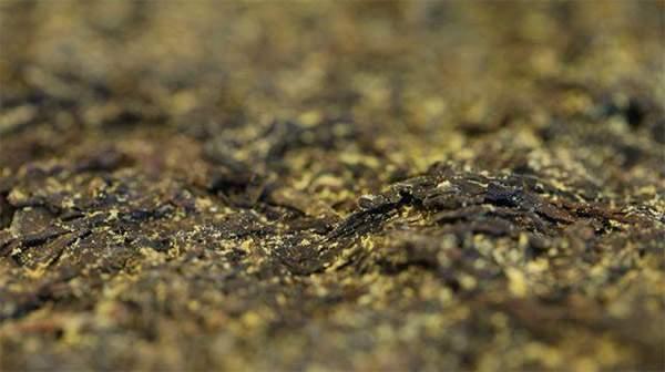 你手中的茯茶金花有可能是假金花？