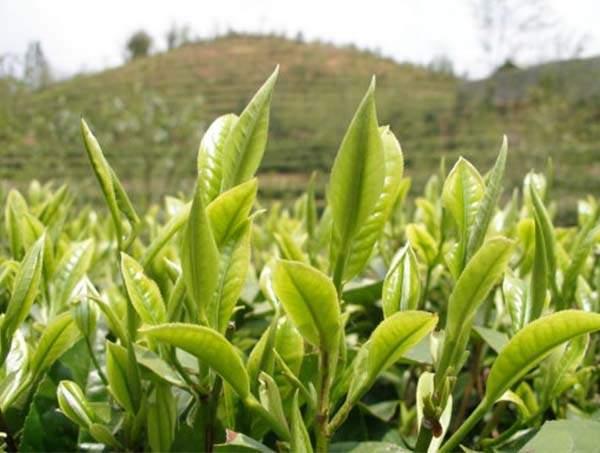 春茶到底好在哪里？