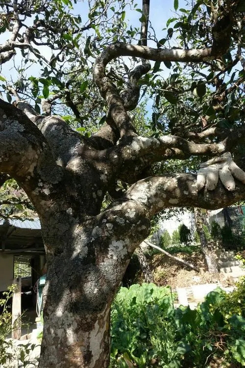 2021年冰島秋茶為何也受喜愛？