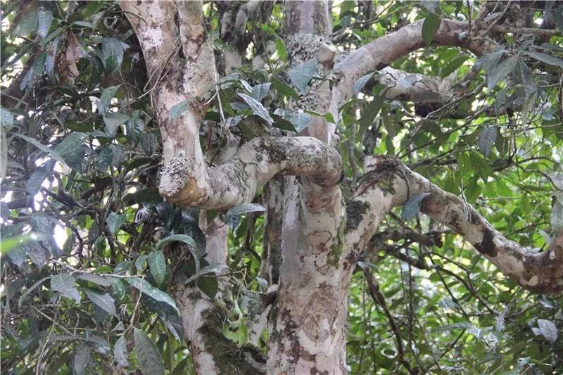 2021小戶賽古樹秋茶與冰島茶哪里不一樣？