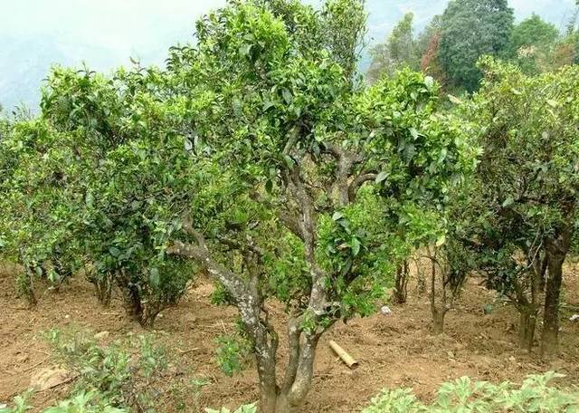 2021年大戶賽古樹秋茶口感特點?