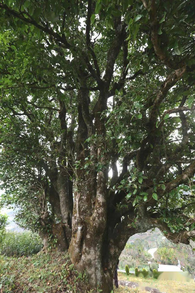 2021臨滄大戶賽秋茶因何被稱為潛力股？