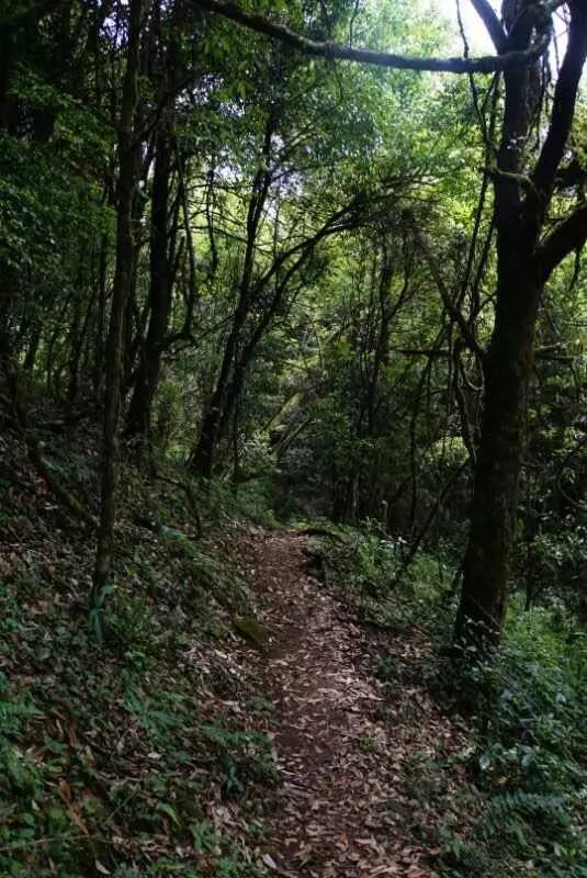 2021年大戶賽古樹秋茶價(jià)格是多少？