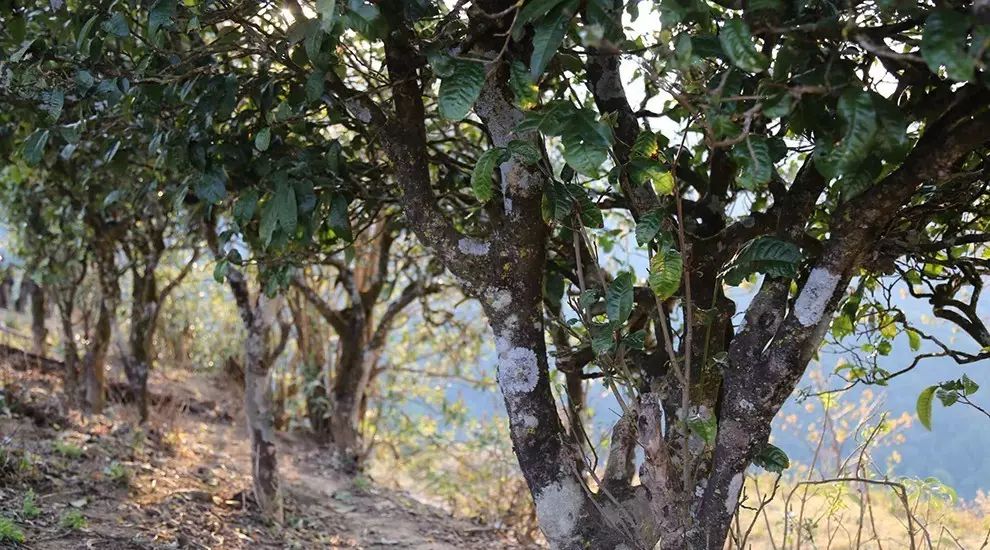 2021年大雪山古樹(shù)秋茶口感品鑒？