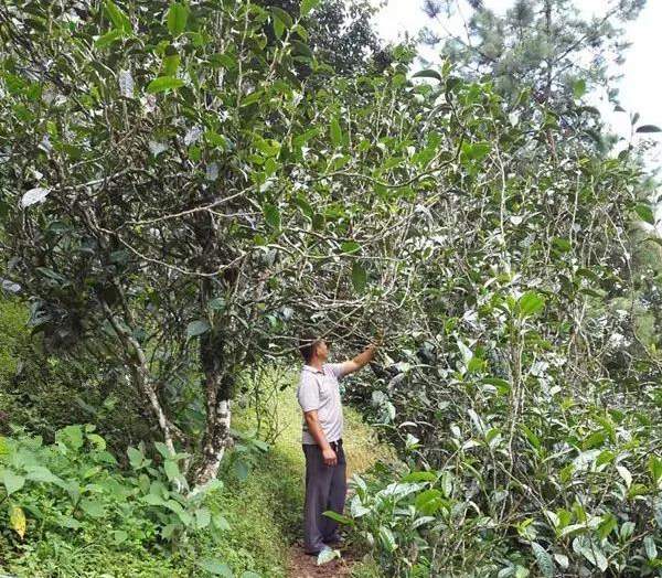 2021壩糯古樹秋茶藤條茶！不是樹種，而是這樣形成的！