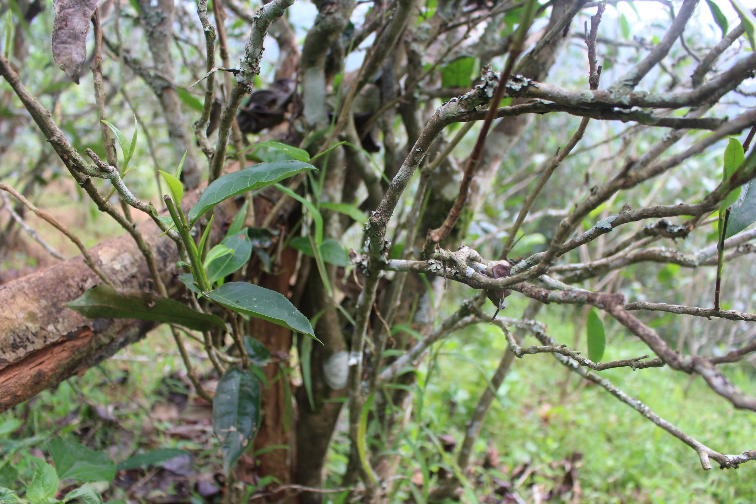 2021年壩糯古樹(shù)秋茶價(jià)格多少？