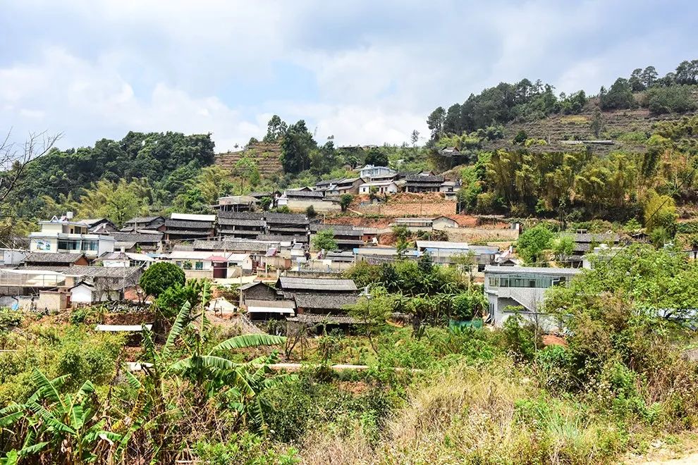 2021年正氣塘古樹(shù)秋茶特點(diǎn)是什么？