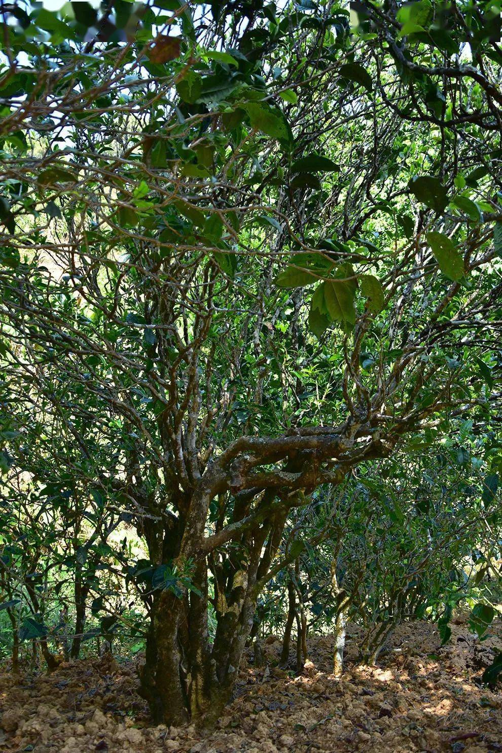 2021年正氣塘古樹秋茶口感是什么？