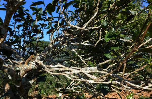 2021年正氣塘古樹(shù)秋茶花蜜香氣盈盈，冰糖甜韻深邃！