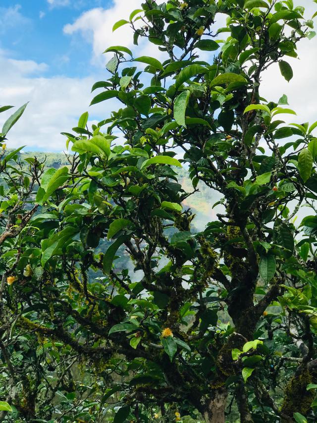 2021年冰島南迫古樹(shù)秋茶茶園詳解！