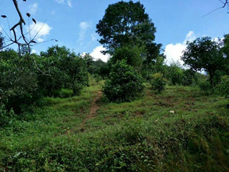 2021年冰島南迫古樹秋茶特點？