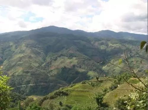 2021年冰島壩歪古樹秋茶特點？