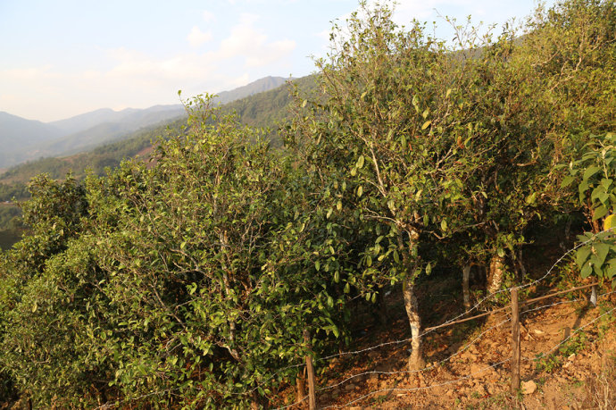 2021冰島壩歪古樹秋茶口感最接近冰島老寨！