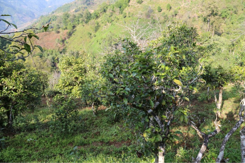 2021年冰島壩歪古樹秋茶，飲盡蘭花香，舒心又暢懷