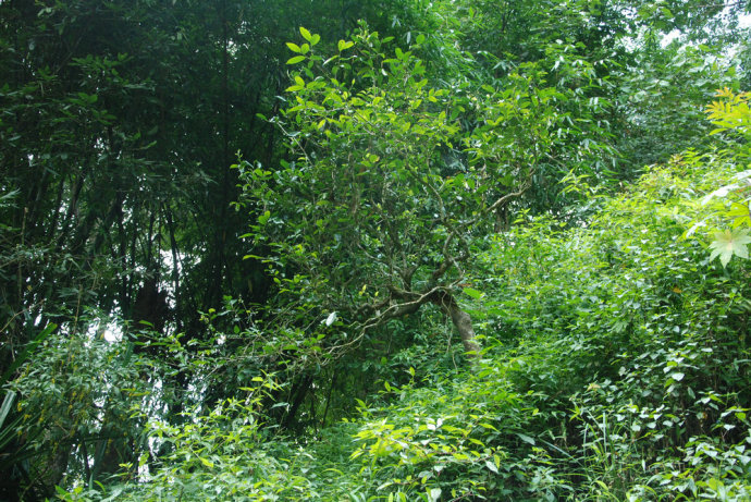 2021年冰島糯伍古樹秋茶| 甜出新高度，融在心底間~