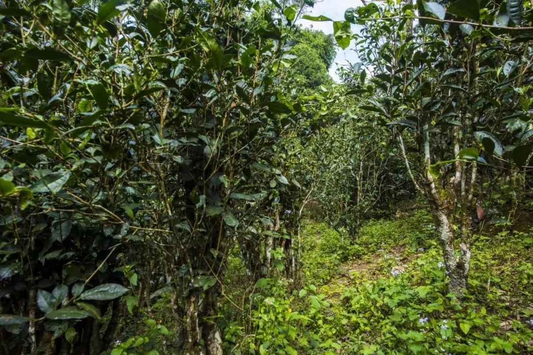 2021年冰島糯伍古樹秋茶口感是什么？