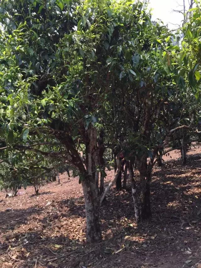 2021年冰島糯伍古樹(shù)秋茶特點(diǎn)？