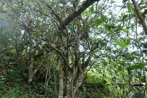 2021年昔歸古樹秋茶特點(diǎn)是什么？