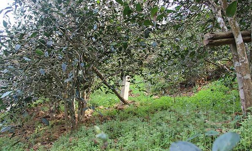 2021年昔歸古樹秋茶口感是什么？