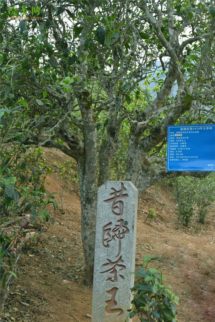 2021昔歸古樹秋茶–低海拔品質(zhì)之王