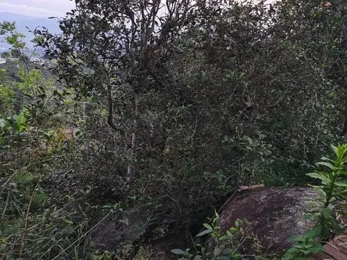 2021年那罕古樹秋茶價格是多少？